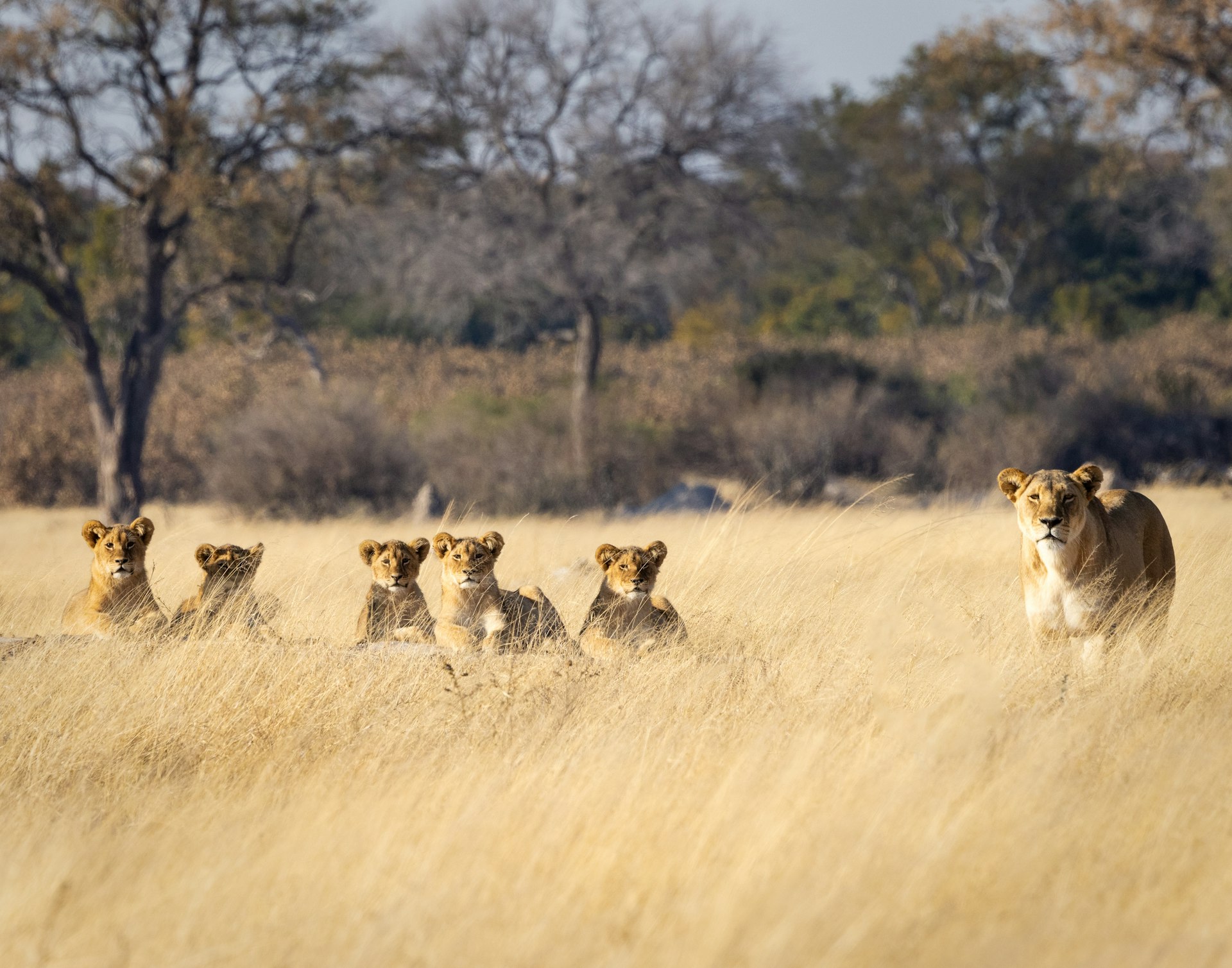 a group of lions walking across a dry grass field